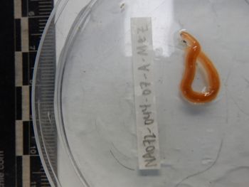 Media type: image; Invertebrate Zoology 139220